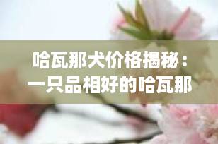 哈瓦那犬价格揭秘：一只品相好的哈瓦那犬多少钱？2025最新行情指南