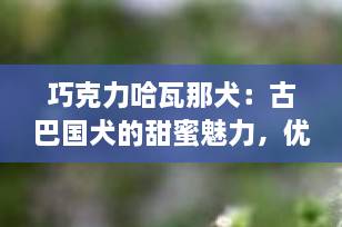 巧克力哈瓦那犬：古巴国犬的甜蜜魅力，优雅与智慧并存的完美伴侣