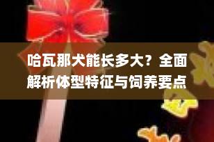 哈瓦那犬能长多大？全面解析体型特征与饲养要点（2025最新版）