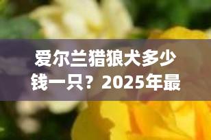 爱尔兰猎狼犬多少钱一只？2025年最新价格行情与饲养全解析