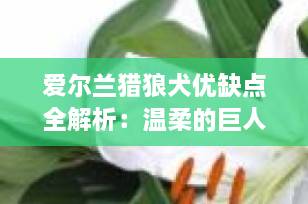 爱尔兰猎狼犬优缺点全解析：温柔的巨人是否适合你家？