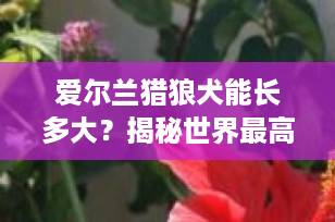 爱尔兰猎狼犬能长多大？揭秘世界最高大巨犬的真实体型与惊人数据