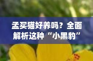 孟买猫好养吗？全面解析这种“小黑豹”的饲养真相（2025最新指南）