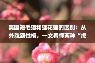 美国短毛猫和狸花猫的区别：从外貌到性格，一文看懂两种“虎斑”猫咪的本质差异
