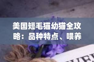 美国短毛猫幼猫全攻略：品种特点、喂养技巧与护理要点（2025最新版）