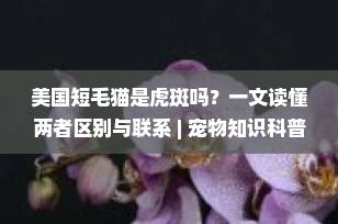 美国短毛猫是虎斑吗？一文读懂两者区别与联系 | 宠物知识科普