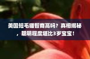 美国短毛猫智商高吗？真相揭秘，聪明程度堪比3岁宝宝！