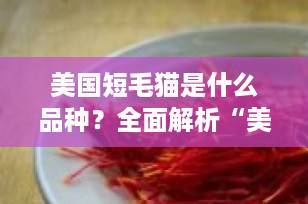 美国短毛猫是什么品种？全面解析“美短”的起源、外貌与性格特点