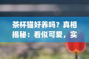 茶杯猫好养吗？真相揭秘：看似可爱，实则残忍！