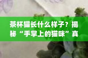 茶杯猫长什么样子？揭秘“手掌上的猫咪”真实模样与养护真相