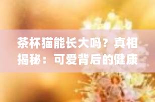 茶杯猫能长大吗？真相揭秘：可爱背后的健康隐患