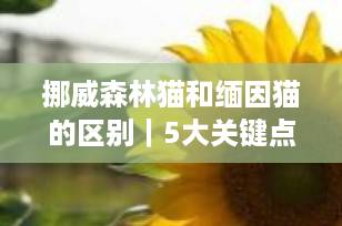 挪威森林猫和缅因猫的区别｜5大关键点教你一眼分清，别再傻傻搞混了！