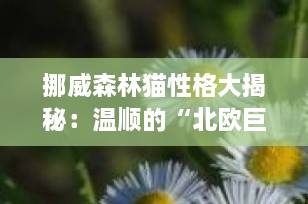 挪威森林猫性格大揭秘：温顺的“北欧巨人”，是你的理想伴侣吗？