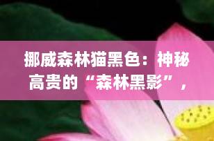 挪威森林猫黑色：神秘高贵的“森林黑影”，值得拥有的优雅伴侣