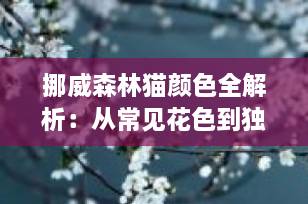 挪威森林猫颜色全解析：从常见花色到独有“琥珀色”，一篇看懂！