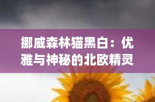 挪威森林猫黑白：优雅与神秘的北欧精灵，你了解多少？