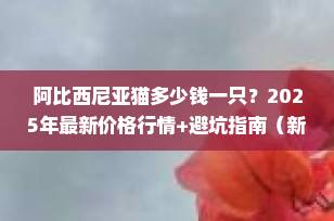 阿比西尼亚猫多少钱一只？2025年最新价格行情+避坑指南（新手必看）