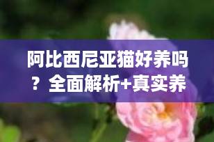 阿比西尼亚猫好养吗？全面解析+真实养宠体验，助你判断是否适合饲养！