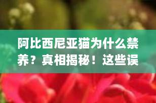阿比西尼亚猫为什么禁养？真相揭秘！这些误解你一定要知道