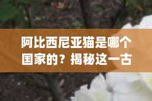 阿比西尼亚猫是哪个国家的？揭秘这一古老名猫的真实起源