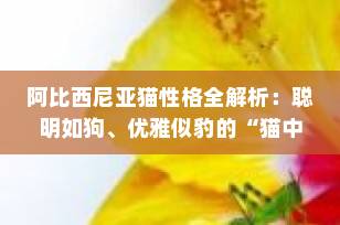 阿比西尼亚猫性格全解析：聪明如狗、优雅似豹的“猫中贵族”