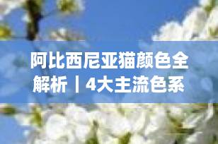 阿比西尼亚猫颜色全解析｜4大主流色系+肉垫区分秘诀，一篇看懂如何选猫！
