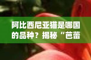 阿比西尼亚猫是哪国的品种？揭秘“芭蕾舞者”背后的神秘起源