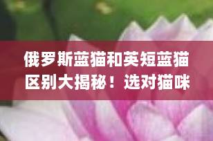 俄罗斯蓝猫和英短蓝猫区别大揭秘！选对猫咪，从了解开始（2025最新指南）