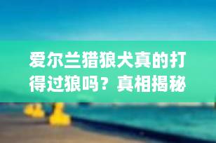 爱尔兰猎狼犬真的打得过狼吗？真相揭秘，历史与现实大不同！