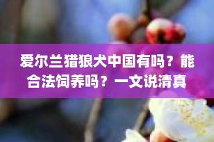 爱尔兰猎狼犬中国有吗？能合法饲养吗？一文说清真相！