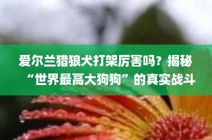 爱尔兰猎狼犬打架厉害吗？揭秘“世界最高大狗狗”的真实战斗力