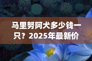 马里努阿犬多少钱一只？2025年最新价格行情与选购全攻略