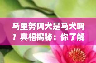马里努阿犬是马犬吗？真相揭秘：你了解这种“军警明星犬”吗？