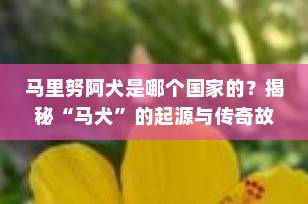 马里努阿犬是哪个国家的？揭秘“马犬”的起源与传奇故事