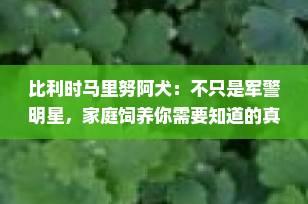 比利时马里努阿犬：不只是军警明星，家庭饲养你需要知道的真相