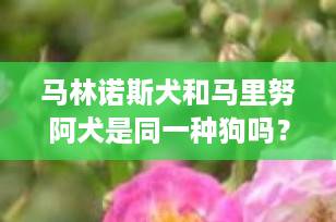 马林诺斯犬和马里努阿犬是同一种狗吗？揭秘“马犬”的真实身份