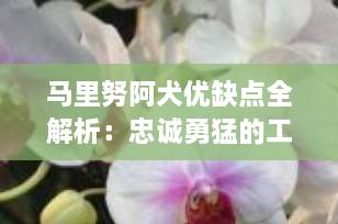 马里努阿犬优缺点全解析：忠诚勇猛的工作犬，适合家庭饲养吗？
