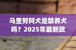 马里努阿犬是禁养犬吗？2025年最新政策解读与饲养指南
