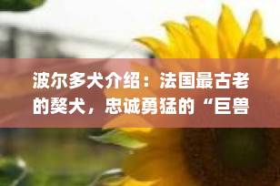波尔多犬介绍：法国最古老的獒犬，忠诚勇猛的“巨兽”伴侣