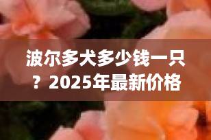 波尔多犬多少钱一只？2025年最新价格指南与选购全攻略