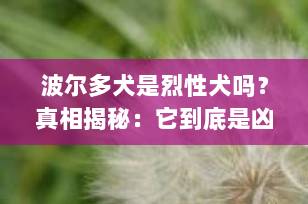 波尔多犬是烈性犬吗？真相揭秘：它到底是凶猛护卫犬还是温柔“巨婴”？