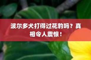 波尔多犬打得过花豹吗？真相令人震惊！