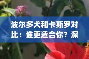 波尔多犬和卡斯罗对比：谁更适合你？深度解析两大猛犬优缺点