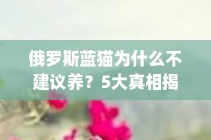 俄罗斯蓝猫为什么不建议养？5大真相揭秘“高冷贵族”的甜蜜负担