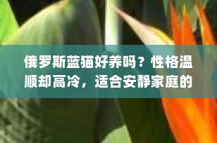 俄罗斯蓝猫好养吗？性格温顺却高冷，适合安静家庭的“蓝精灵”全解析