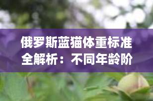 俄罗斯蓝猫体重标准全解析：不同年龄阶段的健康体重参考（2025最新指南）