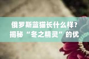 俄罗斯蓝猫长什么样？揭秘“冬之精灵”的优雅外形与独特魅力