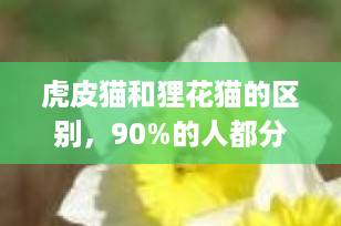 虎皮猫和狸花猫的区别，90%的人都分不清！一文教你轻松辨认（附性格&饲养指南）