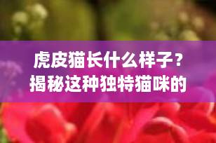 虎皮猫长什么样子？揭秘这种独特猫咪的惊人外貌特征