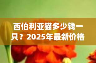 西伯利亚猫多少钱一只？2025年最新价格行情与饲养指南全解析